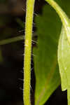 White thoroughwort